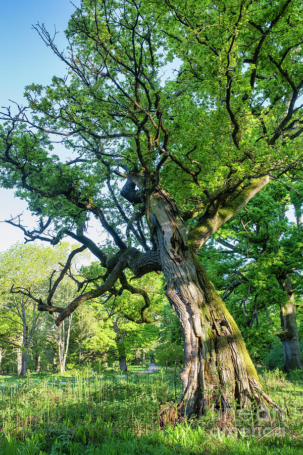 Old Oak Tree in Blenheim Park Photograph by Tim Gainey
