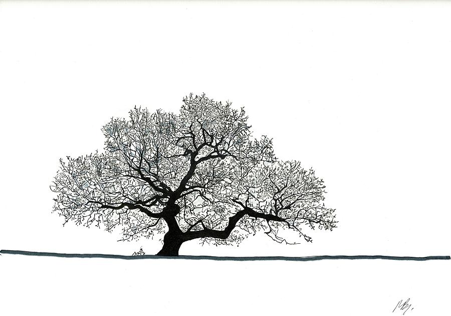 Old Oak Tree Drawing by Randy Barkley