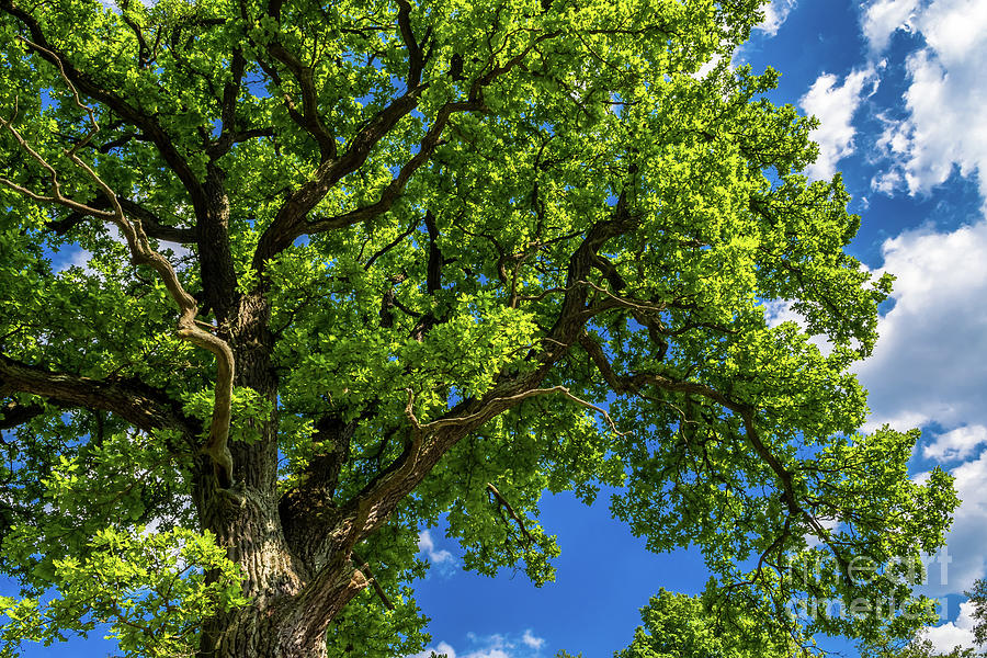 Old Oak Tree With Green Leaves And Blue Sky Photograph by Andreas Berthold