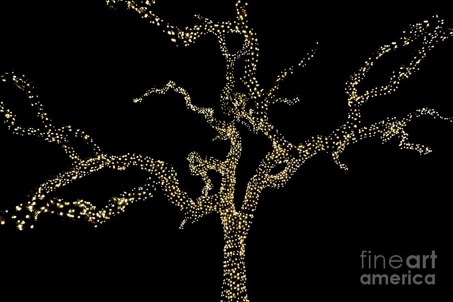 Christmas Photograph - Old Oak Tree Wrapped in Holiday Lights by Trekkerimages Photography