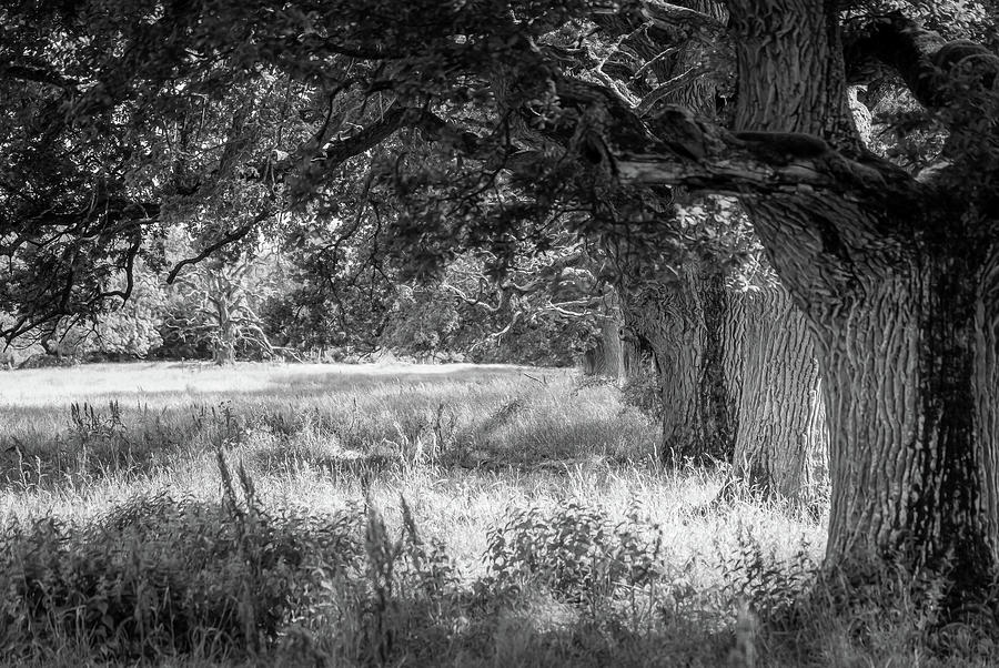 Tree Photograph - Old Oak Trees In Sunlight - Black and White by Nicklas Gustafsson
