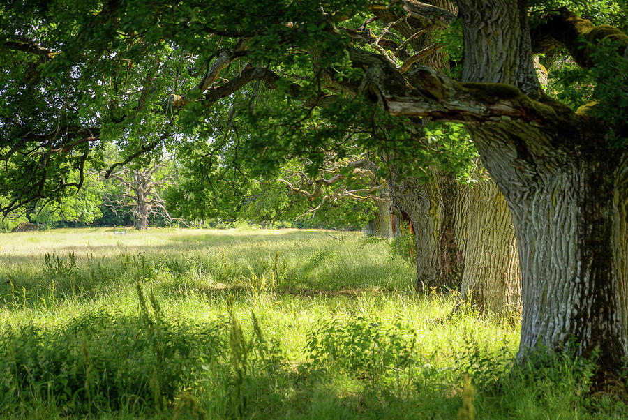 Old Oak Trees In Sunlight Photograph by Nicklas Gustafsson