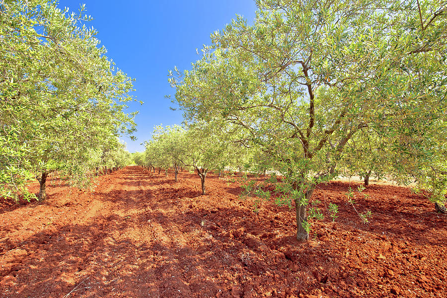 Old olive trees plantage groove on red soil Photograph by Brch Photography