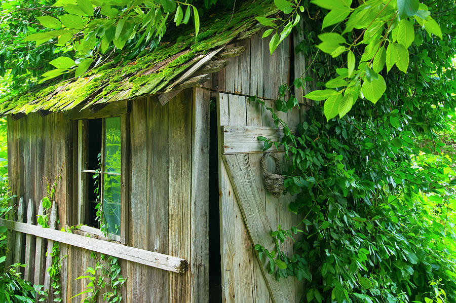 Old overgrown tool shed with shake roof-Howard County 