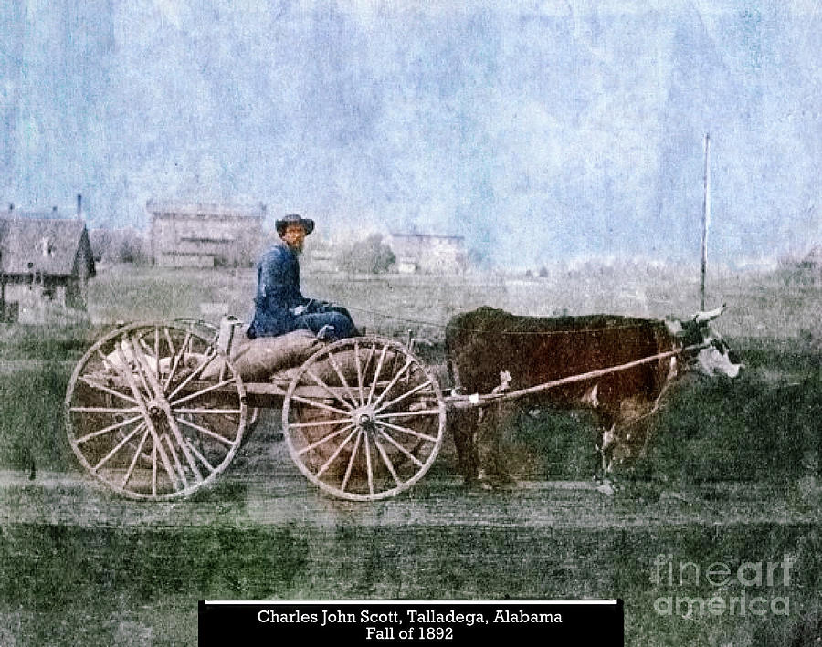 Old Ox Cart 1892 Photograph