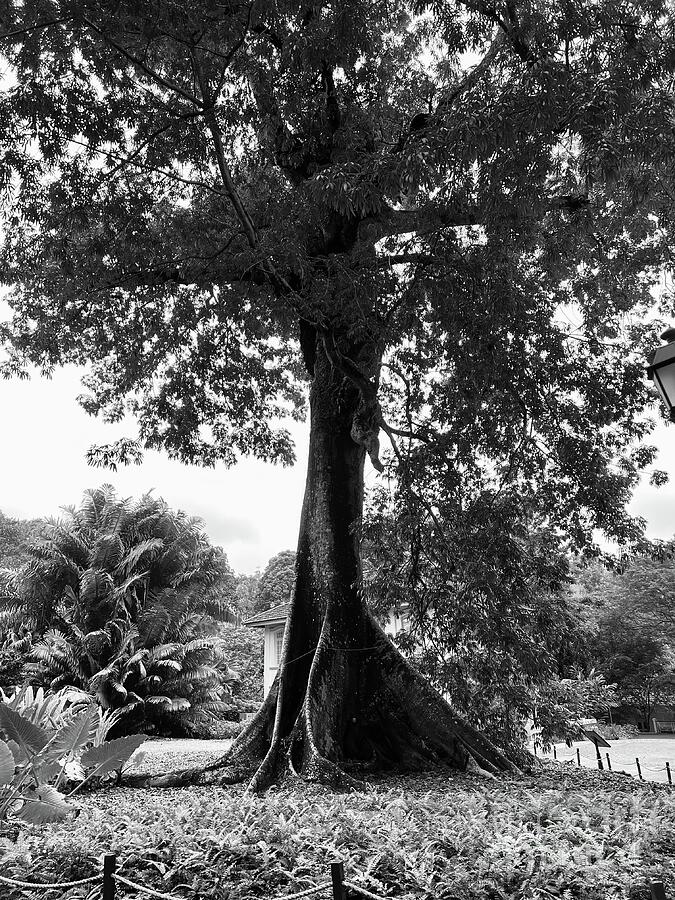 Old Park Tree Black and White Photograph by Saving Memories By Making Memories Old Park Tree Black and White Photograph by Saving Memories By Making Memories