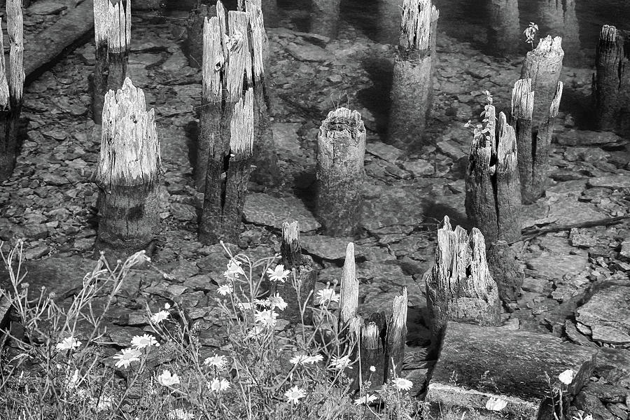 Old Pilings and Daisies Fayette State Park BW 111722 Photograph by Mary Bedy