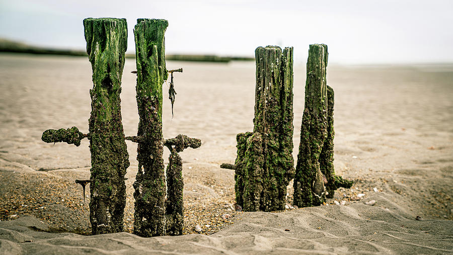Old pilings in a tidal flat Photograph by Kyle Lee