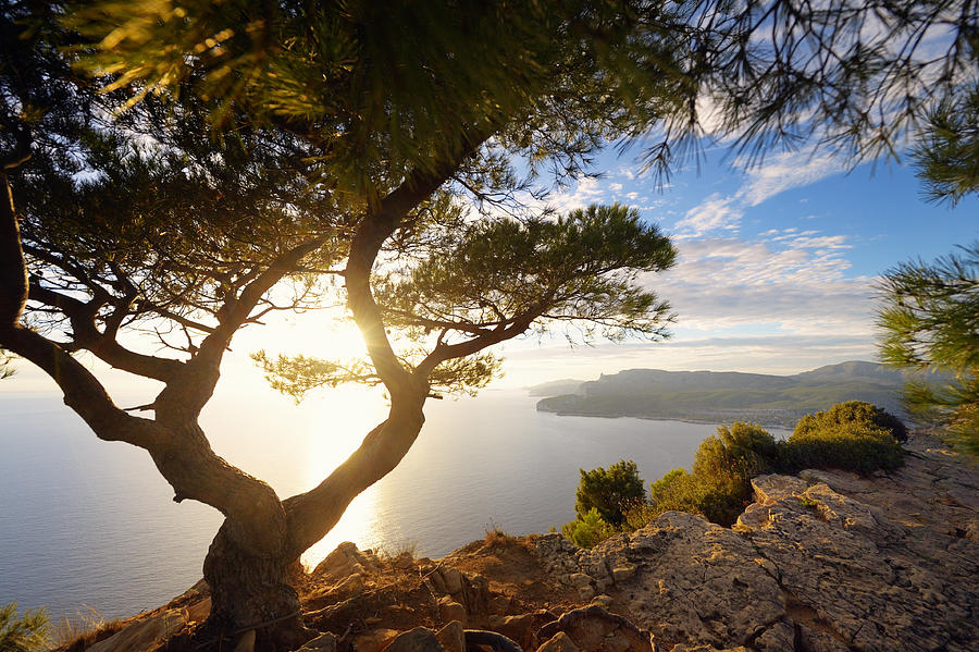 Old Pine Tree at French Riviera Photograph by Akrp
