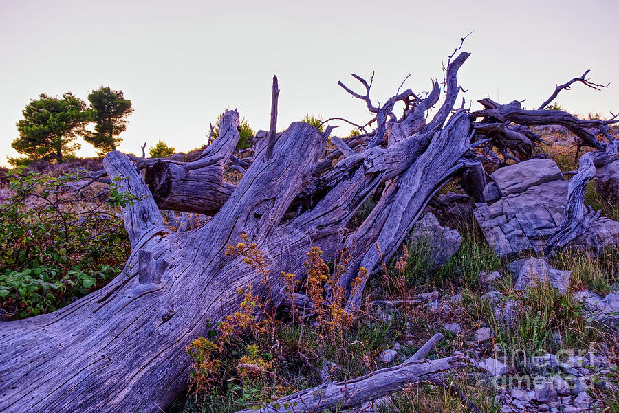 Old pine tree in sunset Photograph by Lidija Ivanek - SiLa