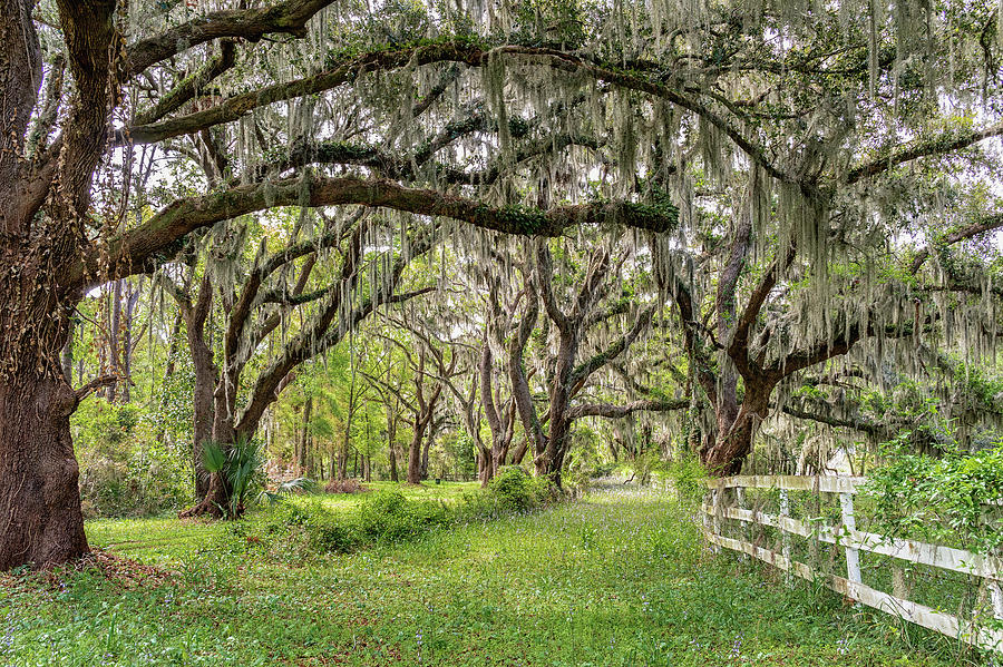 Old Plantation Road, Saint Helena Island, South Carolina Photograph by Dawna Moore Photography