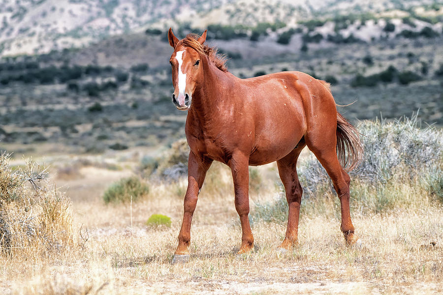 Old Red Photograph by Lorraine Logan - Fine Art America