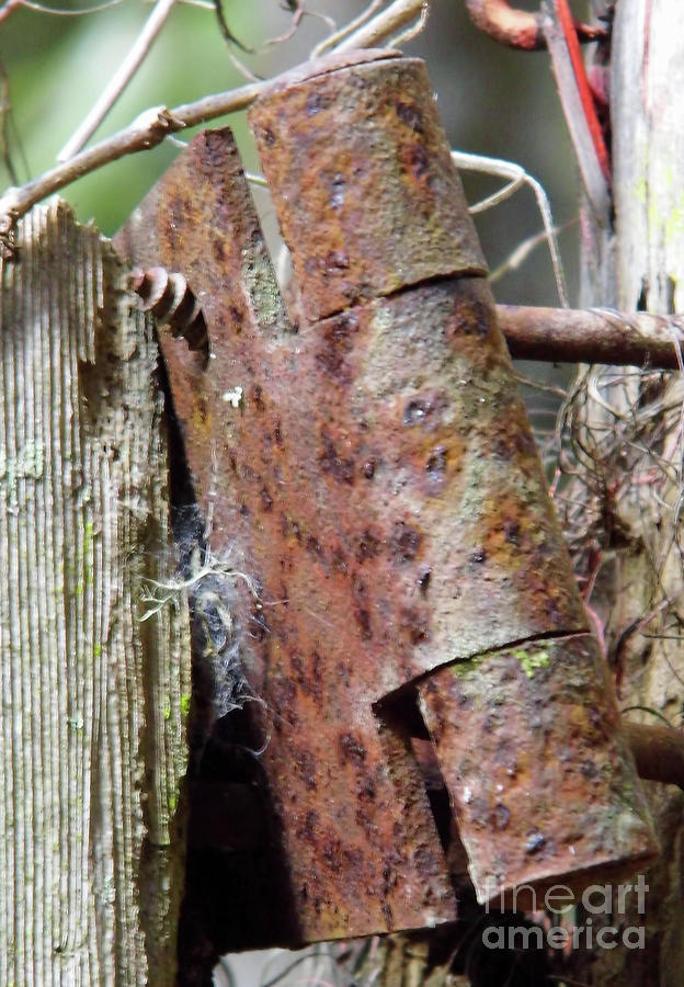 Old Rusty Hinge Photograph by D Hackett