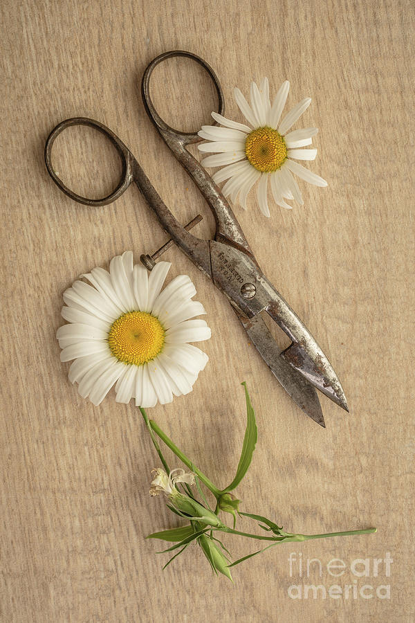 Old scissors and flowers Photograph by Edward Fielding