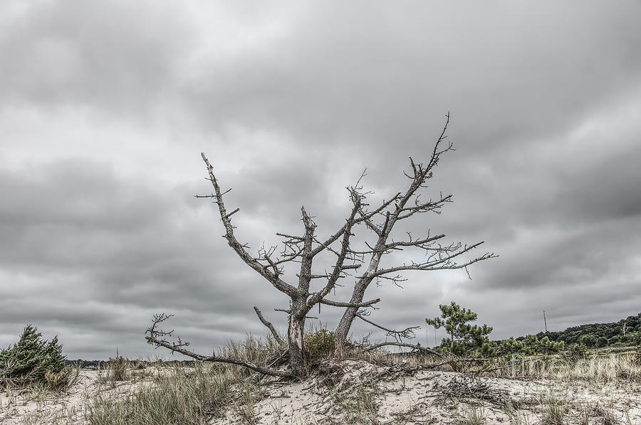 Old Scrub-Pine Tree Photograph by Robert Anastasi