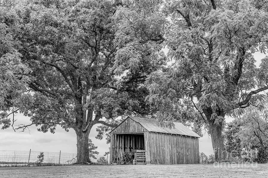 Old Shed And Elm Trees Grayscale Photograph by Jennifer White
