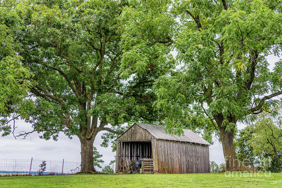 Old Shed And Elm Trees Photograph by Jennifer White