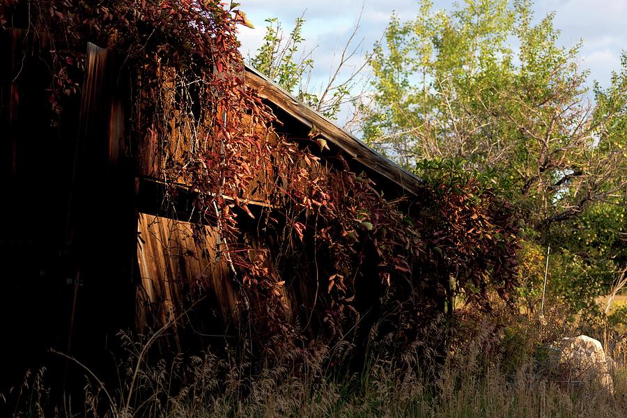 Old Shed Overrun Photograph by Jerry Sodorff