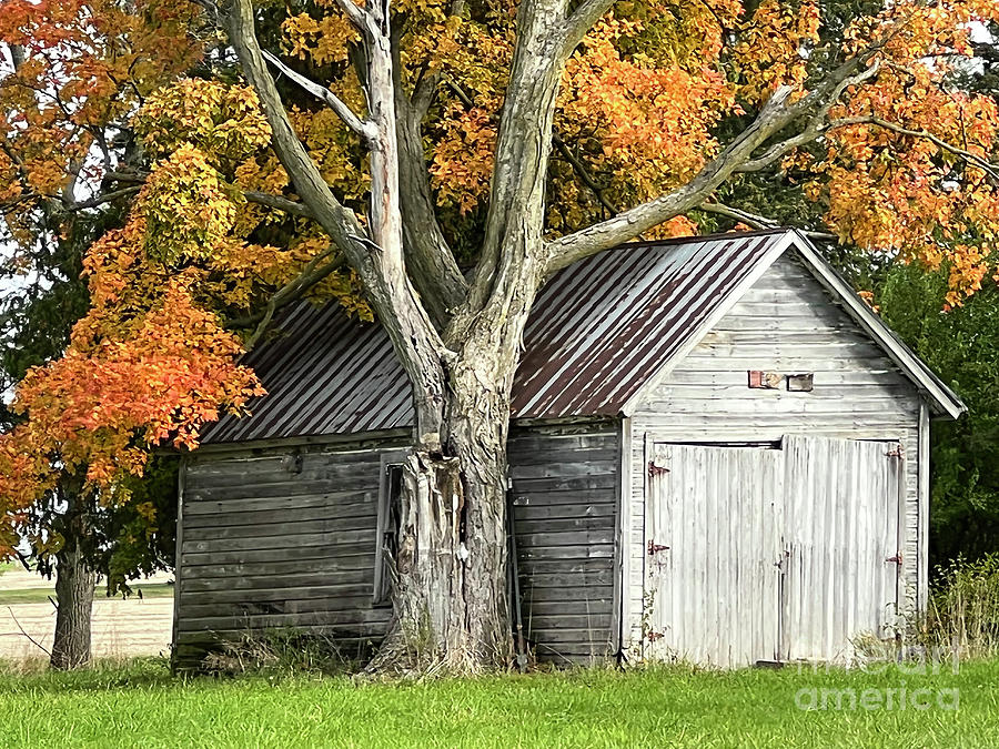 Old Shed Photograph by Paula Guttilla