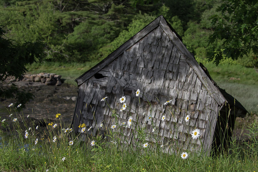 Old Shed with Daisies Photograph by Denise Kopko