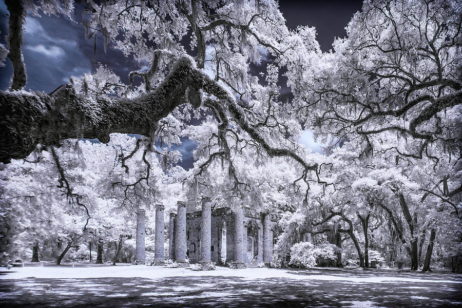 Old Sheldon Church Ruins in Infrared Photograph by Charles Hite