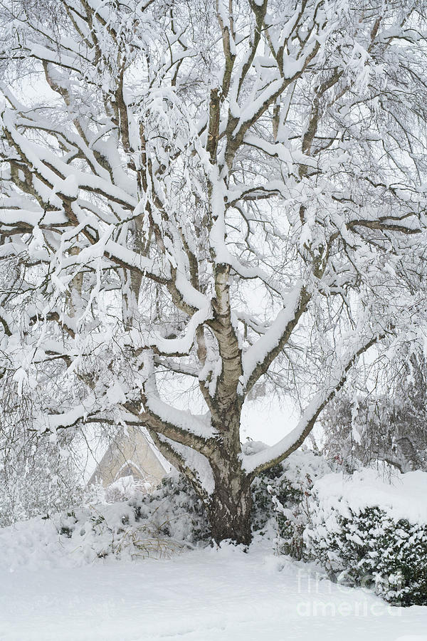 Old Silver Birch Tree in the Snow Photograph by Tim Gainey
