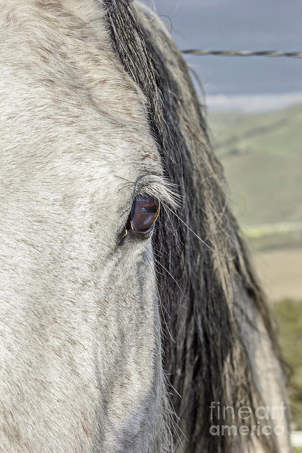 Horse Portrait Photograph - Old Soul by Ellen Berrahmoun