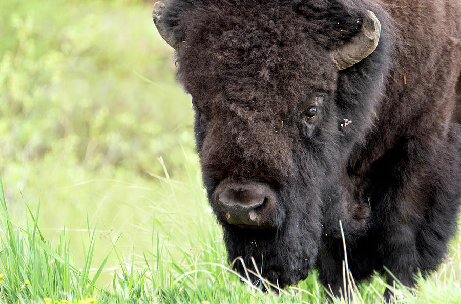 Old Soul of the Buffalo Photograph by Tracie Fernandez - Pixels