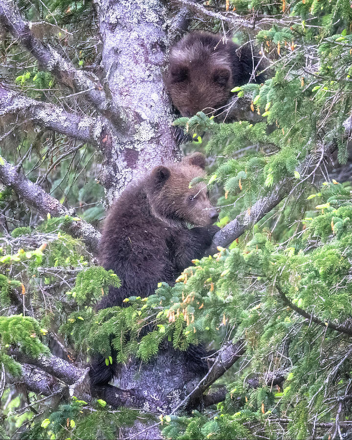 Old Sows Cubs In The Tree, No. 2 Photograph by Belinda Greb