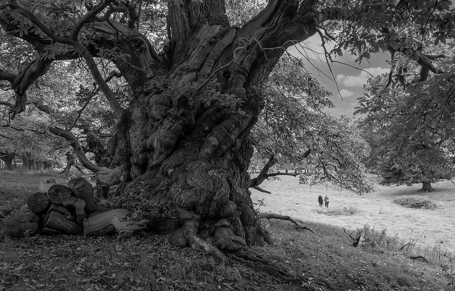 Old spanish chestnut tree 1 Photograph by Remigiusz MARCZAK