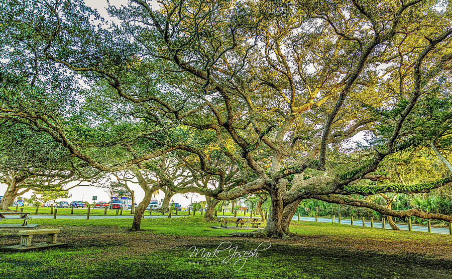 Old St. Augustine Tree Photograph by Mark Joseph