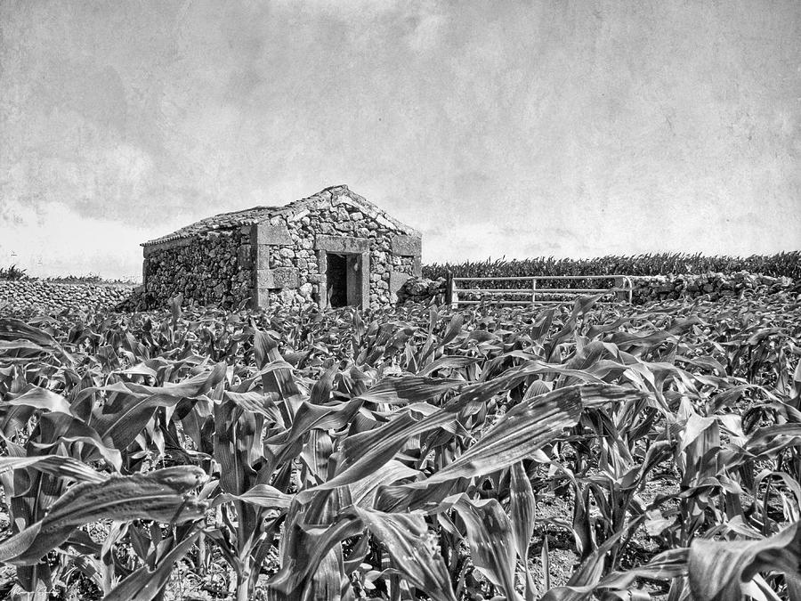 Old stone barn in agricultural cornfield in the Azores countryside Photograph by Marco Sales