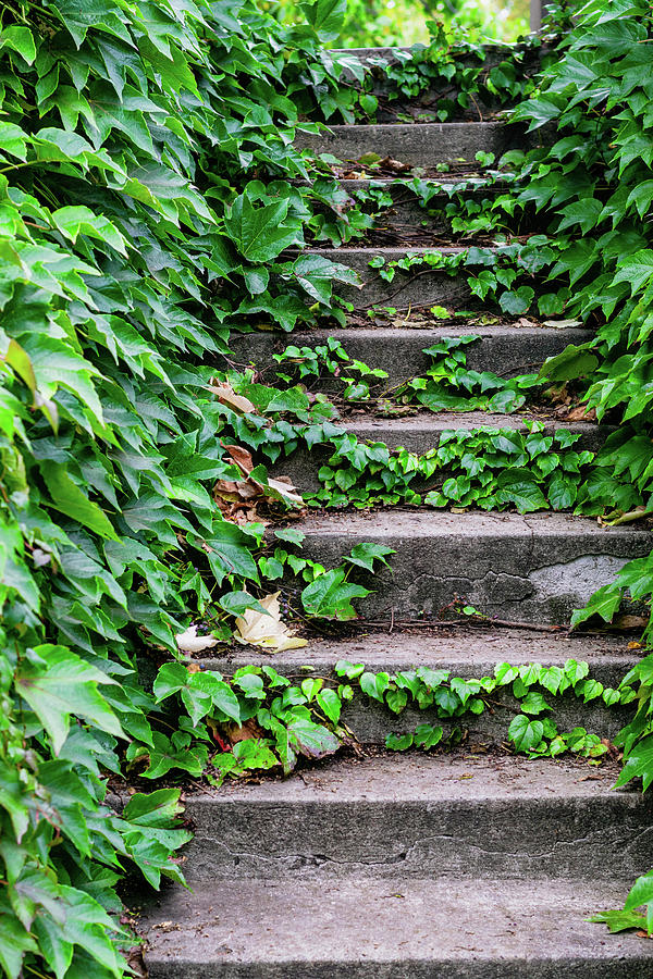 Old Stone Stairs with Green Ivy Leaves Photograph by Andreea Eva Herczegh