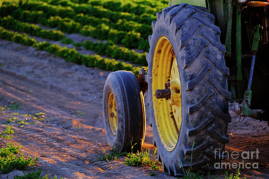 Old Tractor in Farm Field with Growing Crops Sunlight Photograph by Lane Erickson