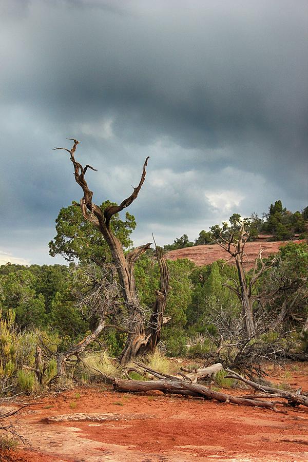 Old Tree 2 Colorado National Monument Photograph by Mary Bedy