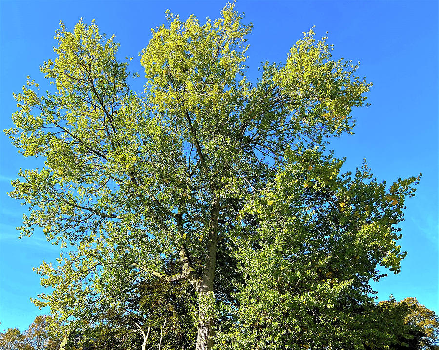 Old Tree Against a Blue Sky near Bradford, UK Photograph by Derek ...