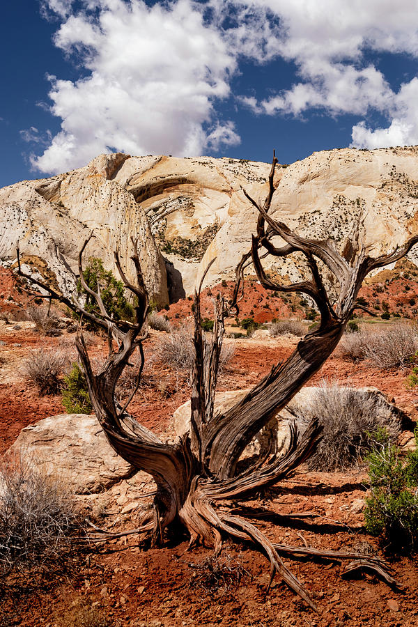 Old Tree along the Water Pocket Fold Photograph by Craig A Walker Old Tree along the Water Pocket Fold Photograph by Craig A Walker