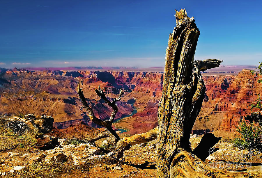 Old Tree And Grand Canyon Photograph by Robert Bales