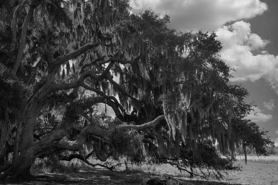 Old Tree at Myakka State Park Photograph by Fred Mays