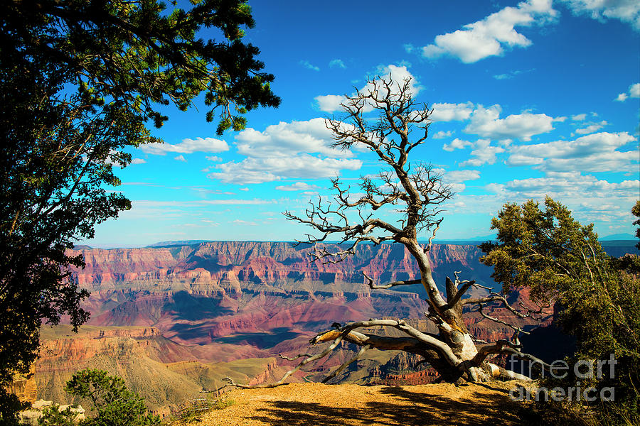 Old Tree at the Grand Canyon Photograph by Diane Diederich