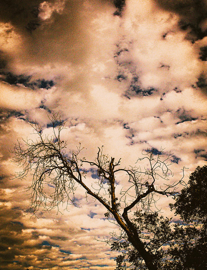 Old Tree, Cloudy Sunset Photograph by W Craig Photography