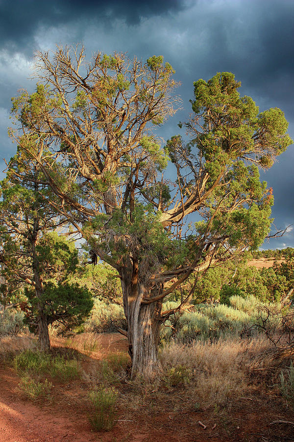 Old Tree Colorado National Monument 25 070322 Photograph by Mary Bedy