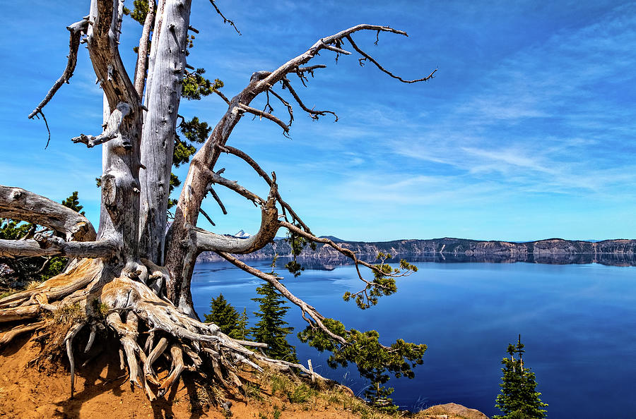 Old Tree on Crater Lake Rim Photograph by Carolyn Derstine