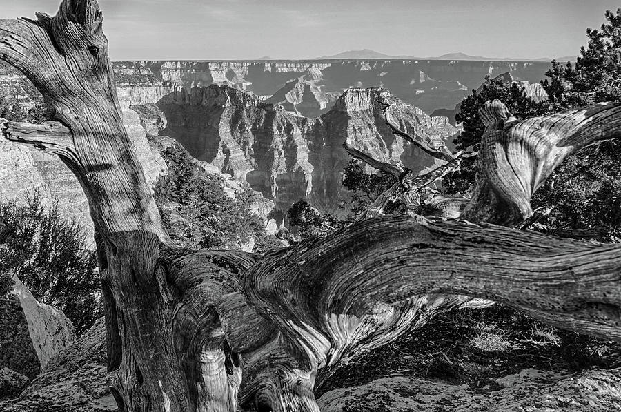 Old tree on the North Rim of the Grand Canyon North Rim Arizona Black and White Photograph by Toby McGuire