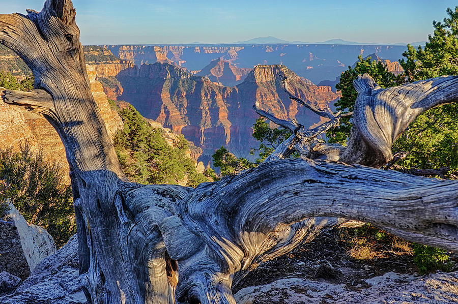 Old tree on the North Rim of the Grand Canyon North Rim Arizona Photograph by Toby McGuire