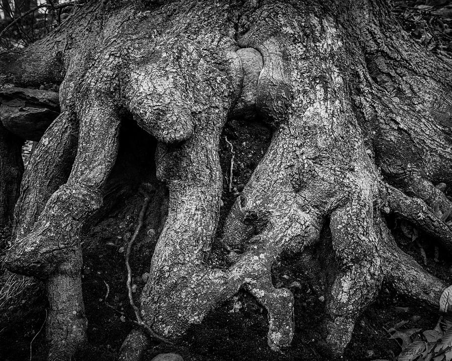 Old Tree Roots II BW Photograph by David Gordon