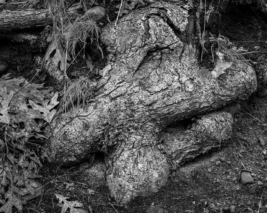 Old Tree Roots III BW Photograph by David Gordon