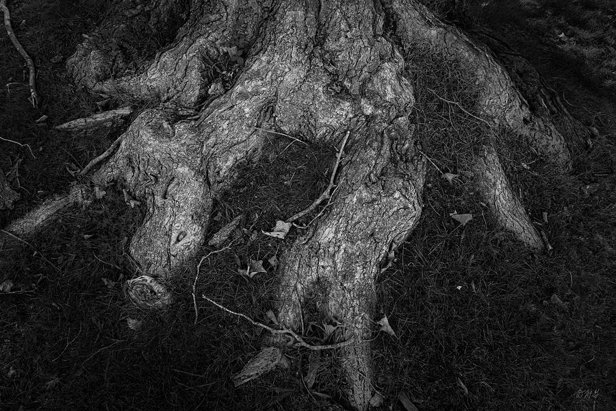 Old Tree Roots IV BW Photograph by David Gordon