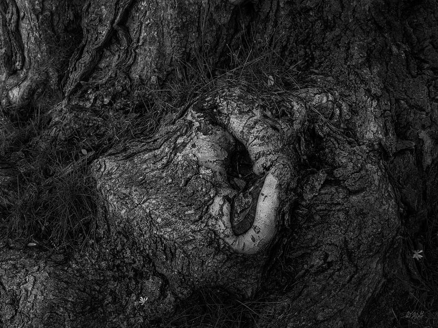 Old Tree Roots V BW Photograph by David Gordon