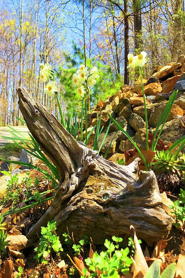 Old Tree Stump and Dafadills, Early Sping Photograph by The James Roney Collection